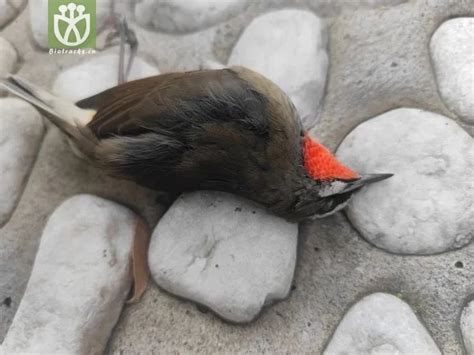 鸟死在家里|每年几千万只鸟撞死在玻璃上，很简单就可以救它们一命